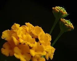 Flor amarilla