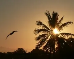 ave mananera