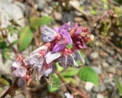 florecilla