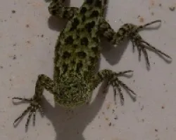 lagartija en mi casa