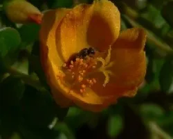 fores de mi jardin