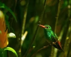 Colibri