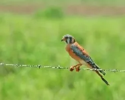 Falco sparverius