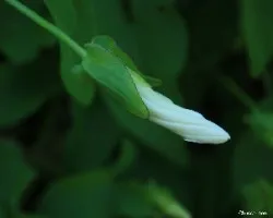 Tres momentos de una flor