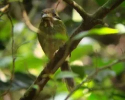 hylomanes momotula