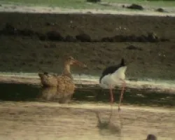 Northern Shoveler- hembra