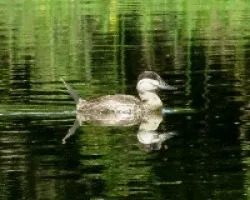 Oxyura jamaicensis