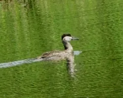 Oxyura jamaicensis