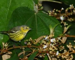 Dendroica tigrina