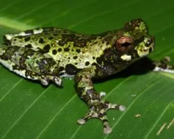 Isthmohyla lancasteri