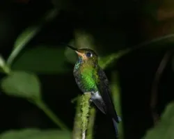 Green-crowned Brilliant- Juvenil 