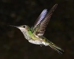 White necked Jacobin -female