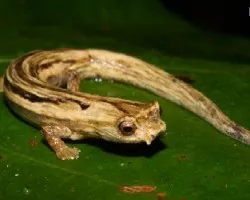 Bolitoglossa 