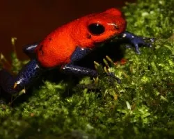 Oophaga pumilio