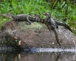 Caiman