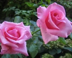 la rosa