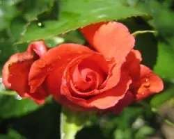 la rosa