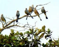 pajarillos alegres