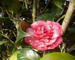 Flor Xalapena