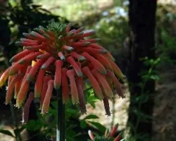 Flor
