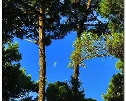 La luna sobre el tejado