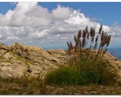 Penachos al viento