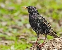 Estornino