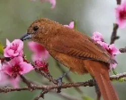 White Lined Tanager