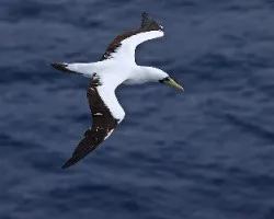 Piquero Blanco (Sula dactylatra)