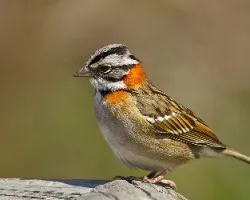 Zonotrichia Capensis