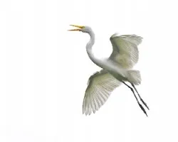 Garza (altas luces o high key)