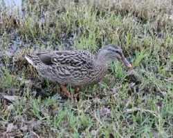 patito confiado