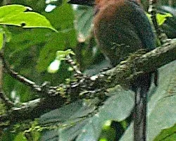 Bobo Arenal