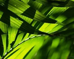 Verde contraluz