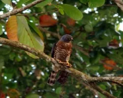 Harpagus bidentatus