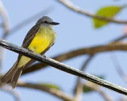 pecho amarillo