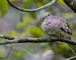 Columbina inca