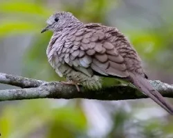Columbina inca