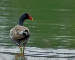 Gallinula chloropus