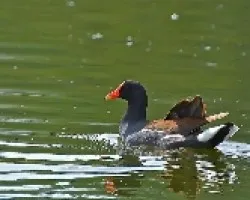 Gallinula chloropus