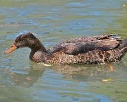 Cairina moschata