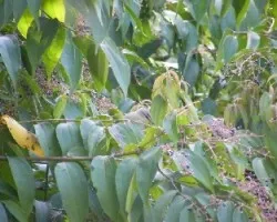 Vireo olivaceus