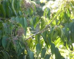 Vireo olivaceus