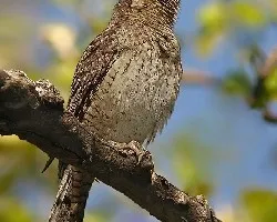 torcecuello