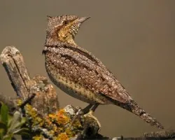 torcecuello 2