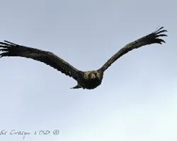 ?Ã‚Âguila Real, (Aquila chrysaetos 2, Arrano beltz, Golden eagle