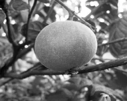 Una guayaba perfecta!!