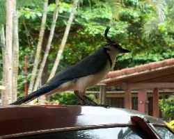 Calocitta formosa