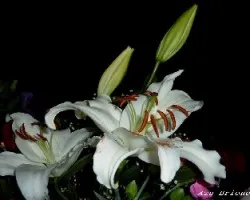 Lilium spp.