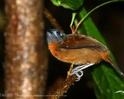 Myrmeciza exsul